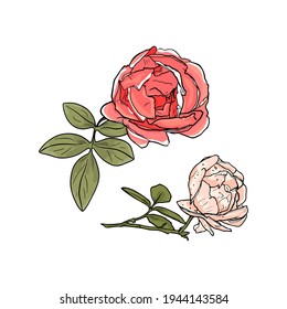 Vector illustration of a rose in line. Isolated flower for printing in a coloring book, blank for designer, icon, logo