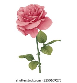 Vector illustration of a rose on an isolated background. Pink flower bud with leaves. Gift for valentines day, holiday, romance. spring illustration