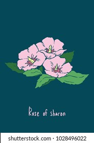 Vector Illustration. Rose of sharon illustration with color. Hibiscus syriacus.
