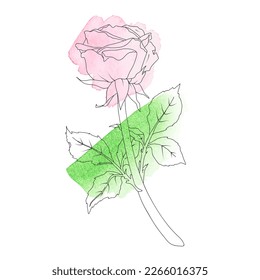 Vector illustration of a rose with stem and leaves in line art style with watercolor stains.Hand drawn flower.For the design of stickers, wedding invitations, posters, greeting cards, clothing prints.