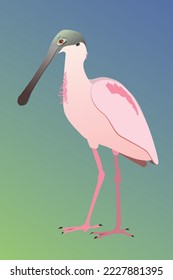 
A vector illustration of a Roseate spoonbill. The bird is standing and you see the bird from his side. He is looking to the left. Cut out on a blue green gradient background.
