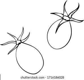 Ilustración vectorial de las bayas de cadera en estilo doodle aisladas en fondo blanco.