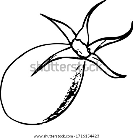 Vector illustration of rosehip berries in doodle style isolated on white background.