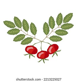 Vector Illustration Of Rosehip Berries And Leaf. Hand Drawn Ripe Wild Rose Fruit With Leaf. Medicinal Plant. Color Vector Illustration Of Dogrose.