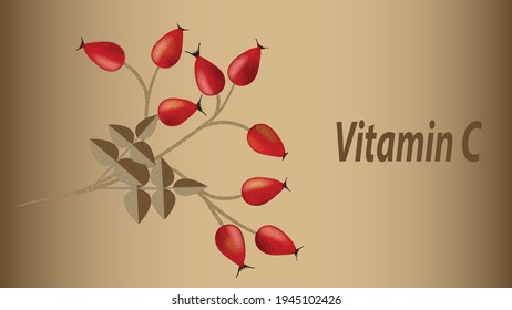 Vector illustration, Rosehip berries on a branch with leaves, Retro effect