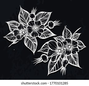 Vektorgrafik. Rossep-Blumen, Karte für Sie, Line Art, Handgezeichnet, Hintergrund-Chalkboard
