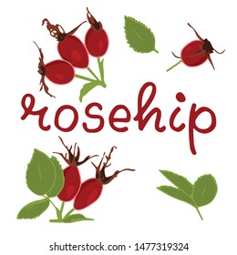vector illustration of rosehip and leaf design isolated with lettering rosehip background white and berry EPS10