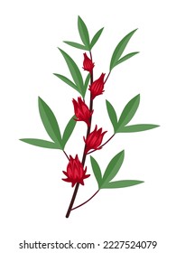 Vector illustration, rosella and Hibiscus sabdariffa plants, isolated on white background.