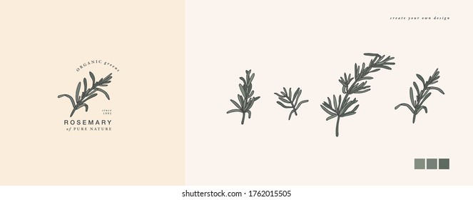 Vector illustration rosemary branch - vintage engraved style. Logo composition in retro botanical style