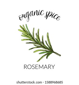 Vector illustration with rosemary. Hand drawn label isolated on white background. Banner for herbs and spices or logo concept. For package design.