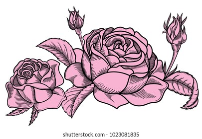 Vector illustration of roses flowers. Detailed flowers in  sketch style. Elegant floral decoration for design.Elements of composition are separated in each group. Isolated on white background