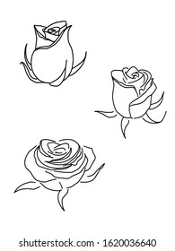 Vector illustration of roses. Graphics