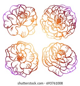 Vector illustration of roses. Isolated on white background. Flower set. Perfect for invitations, greeting cards, postcard, print, fashion design. All elements are isolated and editable.