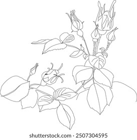 Ilustración vectorial. Rosas sobre fondo gris. Se puede utilizar para una postal, libro o Sitio web