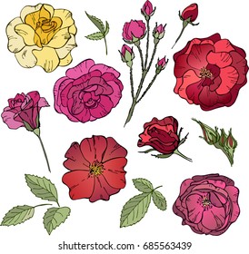 Vector illustration of roses on white background. Flower set, botanical illustration. Perfect for invitations, greeting cards, postcard, print, fashion design.
