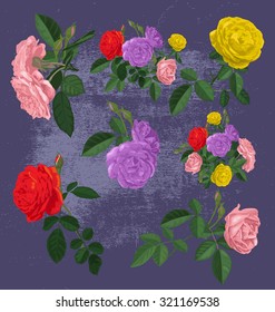 vector illustration of roses set