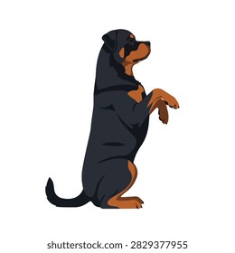 Vector Illustration of a Rottweiler Dog Standing on Its Hind Legs and Begging Isolated on White
