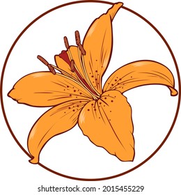 Vector illustration. Round card orange lily on a transparent background