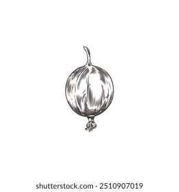 Vector illustration with a round gooseberry berry hand-drawn on a white background to create an emphasis on the beneficial properties of natural products