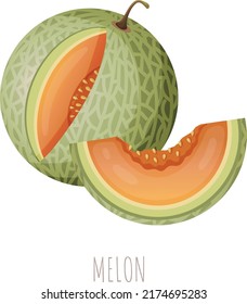 A vector illustration of a round melon with seeds and its slice for summer design