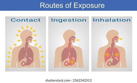 Vector Illustration for Routes of Exposure