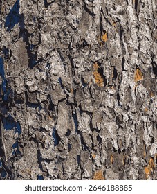 Vector illustration of Rowan bark close-up. The texture of the trunk of Sorbus torminalis L. Background from living wood. Skin of the forest nature.
