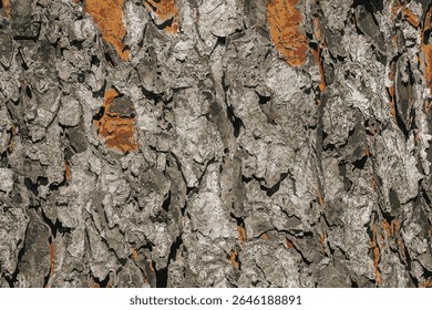 Vector illustration of Rowan bark close-up. The texture of the trunk of Sorbus torminalis L. Background from living wood. Skin of the forest nature.
