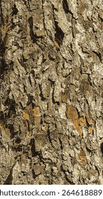 Vector illustration of Rowan bark close-up. The texture of the trunk of Sorbus torminalis L. Background from living wood. Skin of the forest nature.
