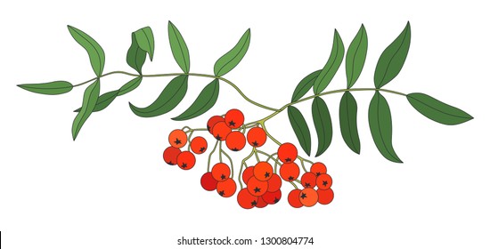 Vector illustration of rowan branch in color. Isolated on white background. Can be used for graphic design, textile design or web design.