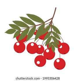 Vector illustration of a rowan branch with green leaves and red berries