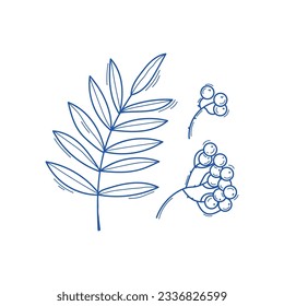 Vector illustration of rowan leaves and berries in doodle style, sketch line art isolated on white background