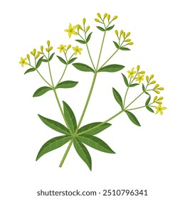 Vector illustration of Rubia tinctorum, also called rose madder, common madder or dyer's madder, isolated on white background.