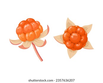 Vector illustration, Rubus chamaemorus, known as cloudberry, isolated on white background.