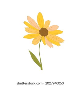 Vector illustration of the Rudbeckia or Black-eyed Susan flower. Yellow daisy. 