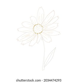 Ilustración vectorial de la flor Rudbeckia o Susan de ojos negros. Imagen esbozada. 