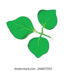 Vector illustration of runner bean leaves