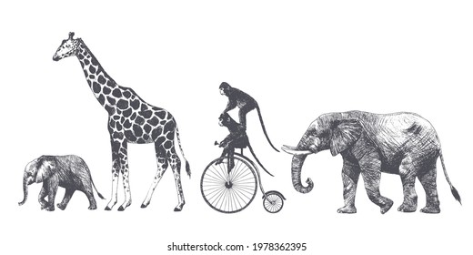 Vector illustration of running animals, graphics. Giraffe, elephant, baby elephant, monkeys on a bicycle