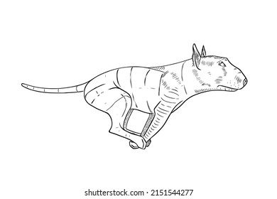 Vector Illustration Of A Running Bull Terrier. Sketch Hand Drawn Isolated On White Background. Funny Dog ​​runs Fast.