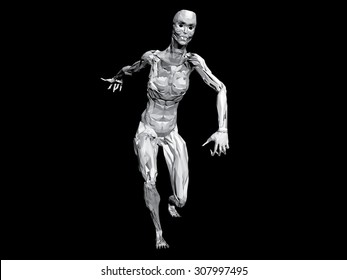 Vector illustration of a running girl. Muscle structure. Isolated. 3D. EPS 8.