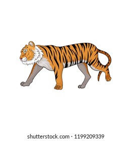 Vector illustration of running tiger, side view. Animal with orange fur and black stripes. Large wild cat