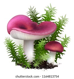 Vector illustration - Russula mushrooms set Isolated on white background. EPS 10