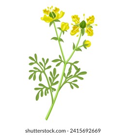 Vector illustration, Ruta graveolens is also known as Rue, isolated on white background.