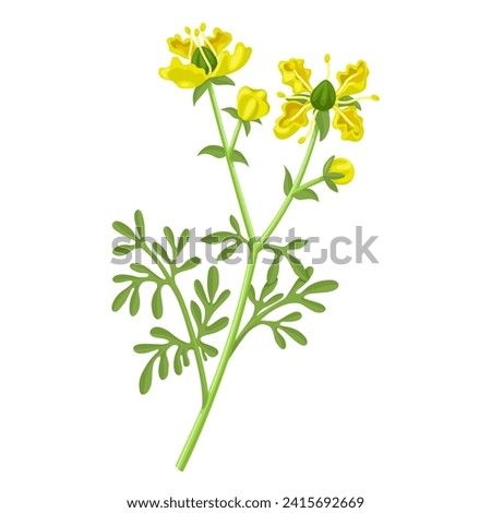 Vector illustration, Ruta graveolens is also known as Rue, isolated on white background. Stock foto © 