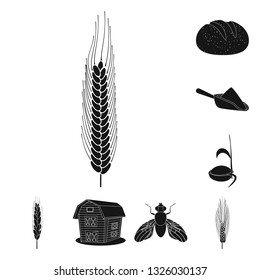 Vector illustration of rye and plant  icon. Set of rye and corn stock symbol for web.