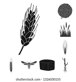 Vector illustration of rye and plant  icon. Collection of rye and corn stock symbol for web.