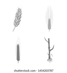 Vector illustration of rye and plant icon. Set of rye and corn stock vector illustration.