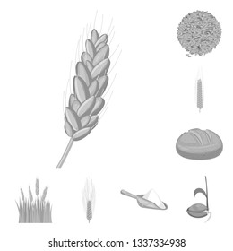 Vector illustration of rye and plant  logo. Set of rye and corn stock vector illustration.