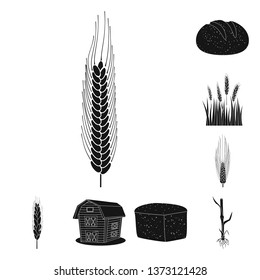 Vector illustration of rye and plant  logo. Set of rye and corn stock symbol for web.