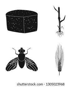 Vector illustration of rye and plant  symbol. Collection of rye and corn stock vector illustration.