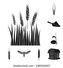 Vector illustration of rye and plant  symbol. Collection of rye and corn vector icon for stock.